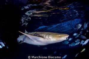 Alimatha island . The pier 
Nurse Shark 
Nikon D800E , ... by Marchione Giacomo 